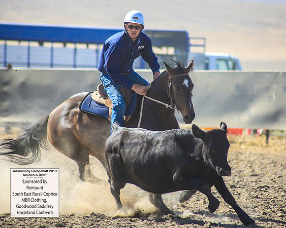 AdaminabyCampdraft2019_0246