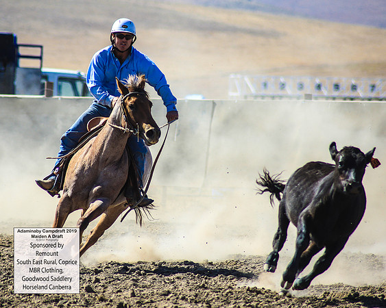 AdaminabyCampdraft2019_0274