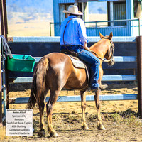 AdaminabyCampdraft2019_0099