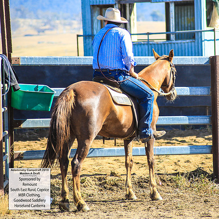 AdaminabyCampdraft2019_0099