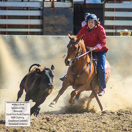 AdaminabyCampdraft2019_0292