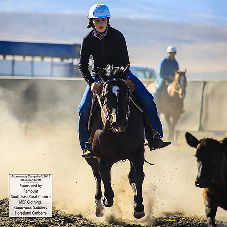 AdaminabyCampdraft2019_0025