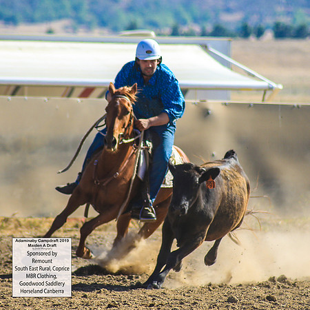 AdaminabyCampdraft2019_0148