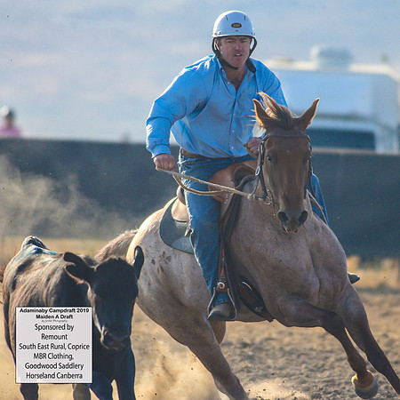 AdaminabyCampdraft2019_1655