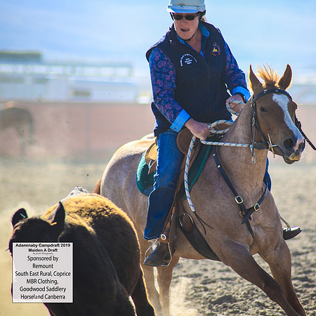 AdaminabyCampdraft2019_0046
