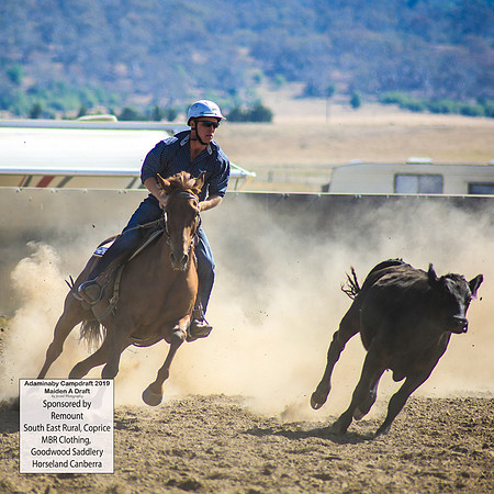 AdaminabyCampdraft2019_0312