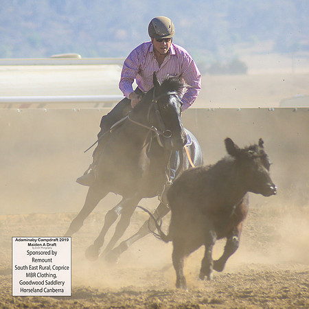 AdaminabyCampdraft2019_0032