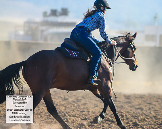AdaminabyCampdraft2019_1693