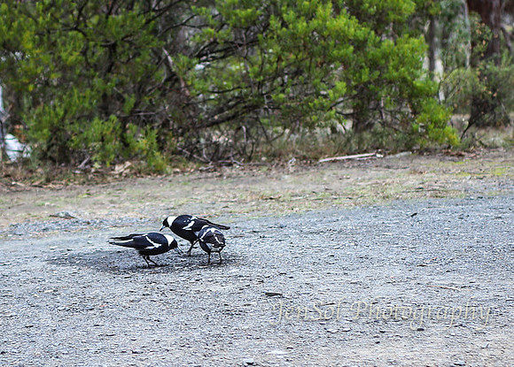 QueenslandJun2019_0055