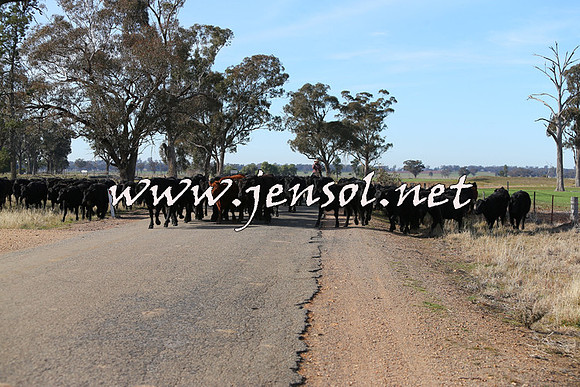 STBHTubbulCampdraft2015_0973