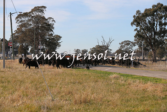 STBHTubbulCampdraft2015_0954