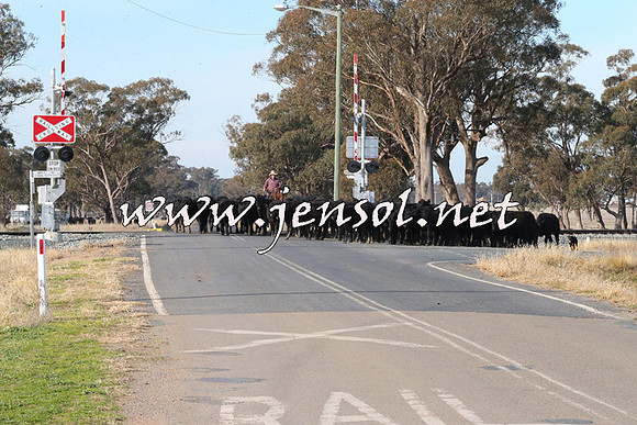 STBHTubbulCampdraft2015_1321