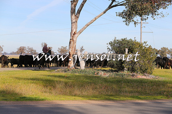 STBHTubbulCampdraft2015_0961