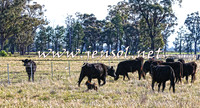 STBHTubbulCampdraft2015_0919