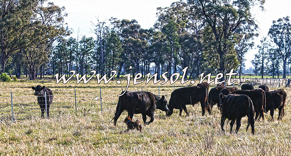 STBHTubbulCampdraft2015_0919