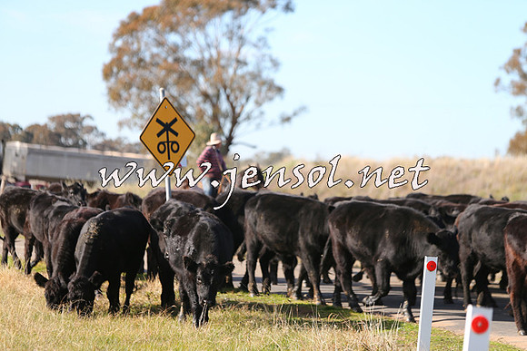 STBHTubbulCampdraft2015_0956