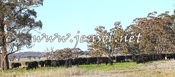 STBHTubbulCampdraft2015_1390