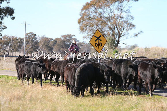 STBHTubbulCampdraft2015_0955