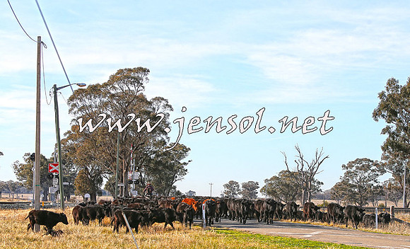 STBHTubbulCampdraft2015_0950