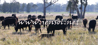 STBHTubbulCampdraft2015_0917