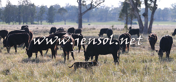 STBHTubbulCampdraft2015_0917