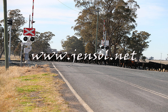 STBHTubbulCampdraft2015_0946
