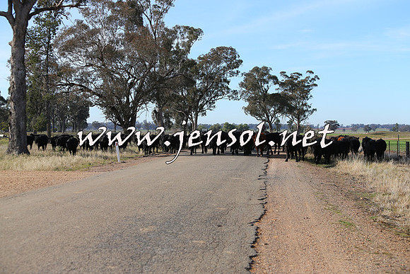 STBHTubbulCampdraft2015_0972