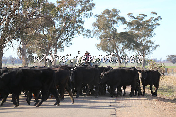 STBHTubbulCampdraft2015_0975