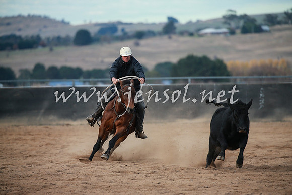 BungendoreCampdraft2016_5008