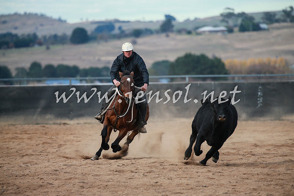 BungendoreCampdraft2016_5006