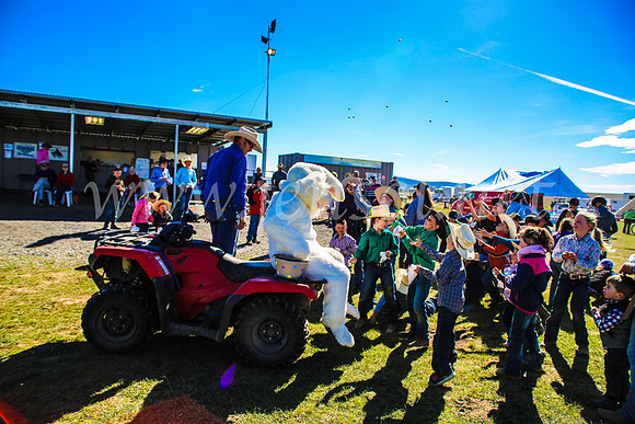GoulburnCampdraft2017_7481
