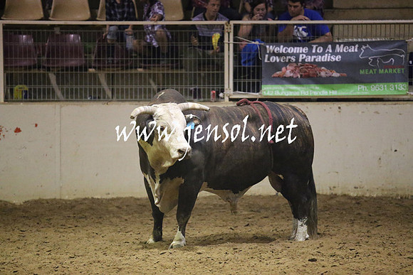 RealDealRodeoNov2013_1047