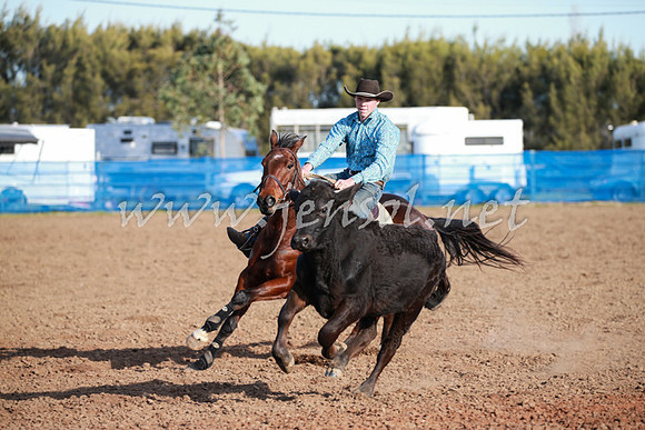 CCCampdraft2016_0555