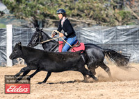 GoulburnCampdraft2019_2953