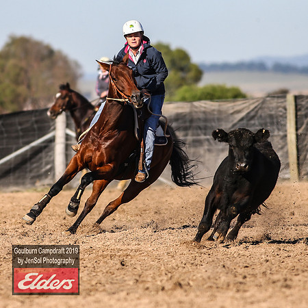 GoulburnCampdraft2019_3073