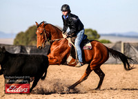 GoulburnCampdraft2019_2964