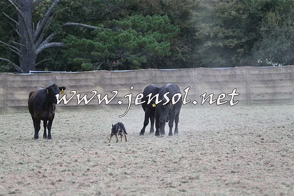 Taralga2015_1229