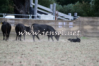Taralga2015_1252