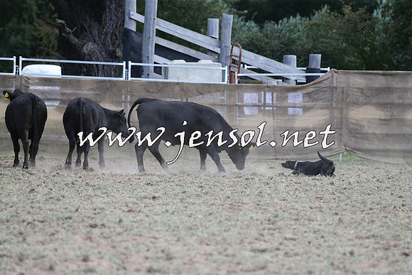 Taralga2015_1252