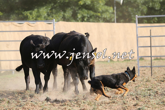 Taralga2015_1352