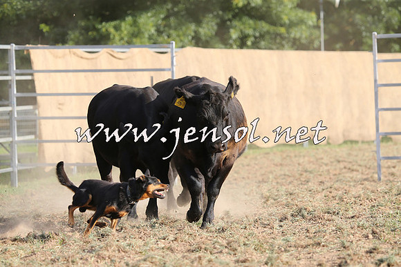 Taralga2015_1350