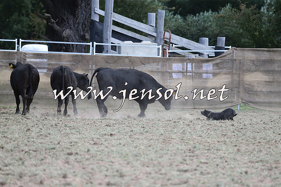 Taralga2015_1256