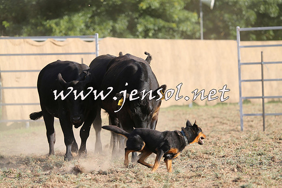 Taralga2015_1354