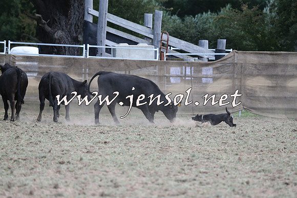 Taralga2015_1253
