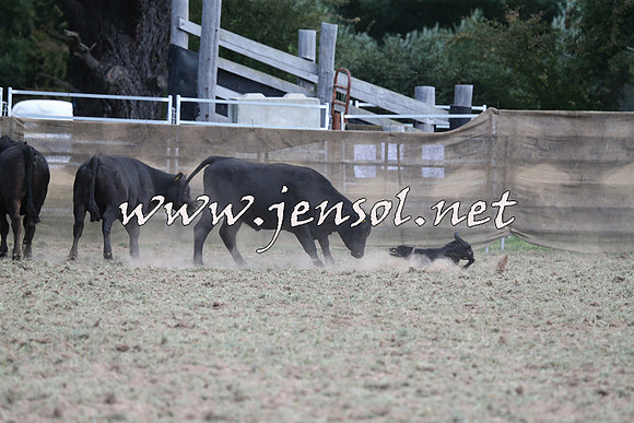 Taralga2015_1259