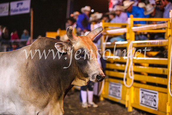 QeanbeyanRodeo2017_4893
