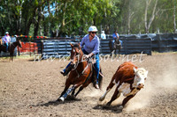 GundagaiCampdraft2017_0248