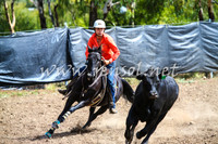 GundagaiCampdraft2017_0283