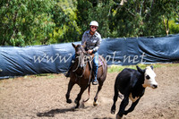 GundagaiCampdraft2017_0249