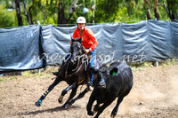 GundagaiCampdraft2017_0284